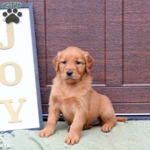 Janine, Golden Retriever Puppy