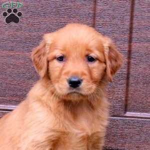 Janine, Golden Retriever Puppy
