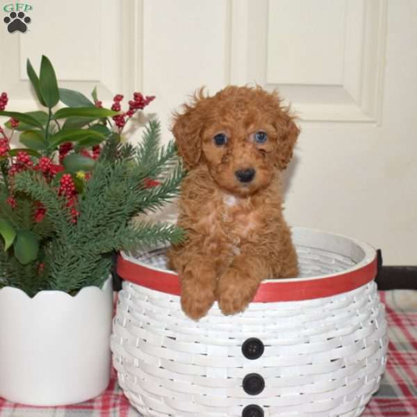 Jasmine, Miniature Poodle Puppy