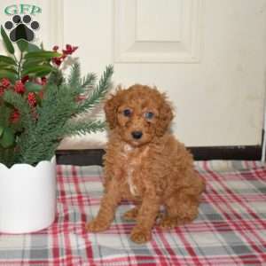 Jasmine, Miniature Poodle Puppy