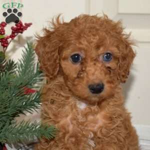 Jasmine, Miniature Poodle Puppy