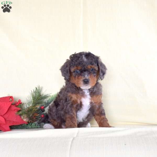 Jason, Miniature Poodle Puppy