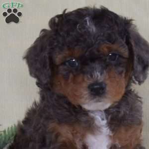 Jason, Miniature Poodle Puppy