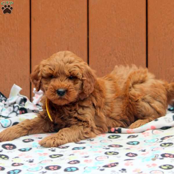 Jasper, Mini Goldendoodle Puppy