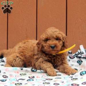 Jasper, Mini Goldendoodle Puppy