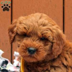 Jasper, Mini Goldendoodle Puppy