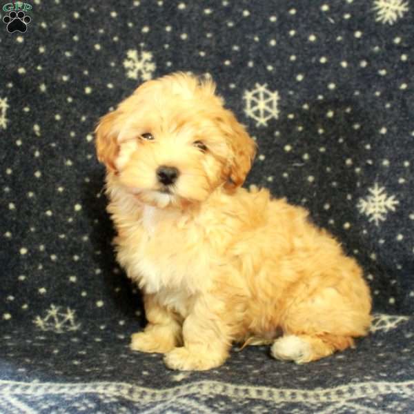 Jasper, Havapoo Puppy