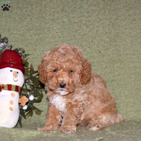 Jasper, Miniature Poodle Puppy