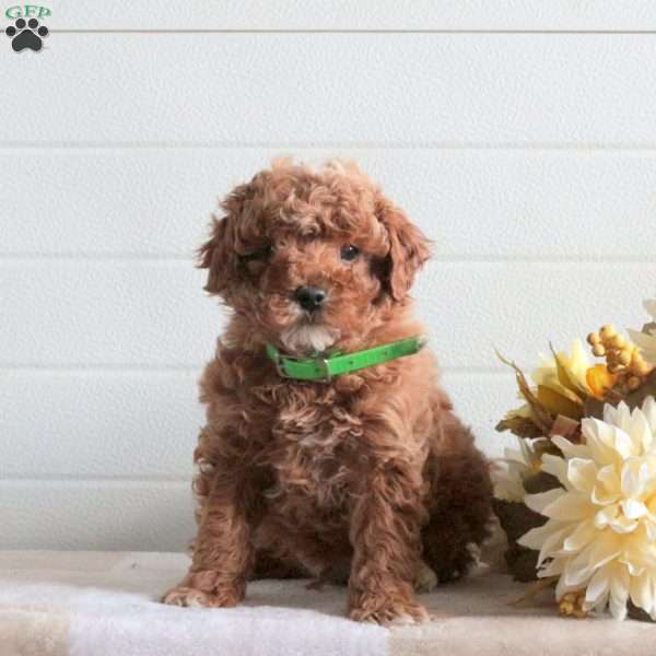 Jasper, Cavapoo Puppy