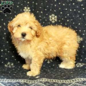 Jasper, Havapoo Puppy