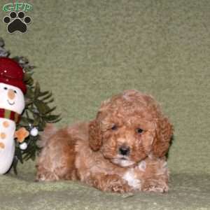 Jasper, Miniature Poodle Puppy