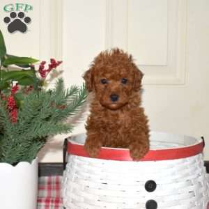 Jasper, Miniature Poodle Puppy