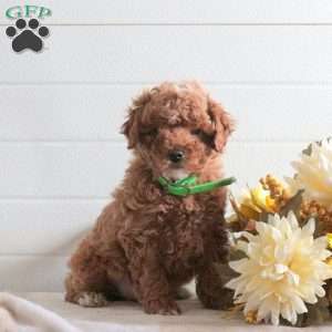 Jasper, Cavapoo Puppy