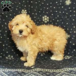 Jasper, Havapoo Puppy