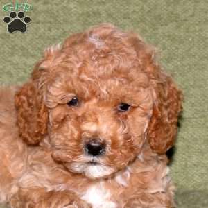 Jasper, Miniature Poodle Puppy