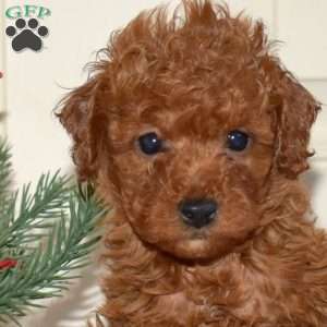Jasper, Miniature Poodle Puppy