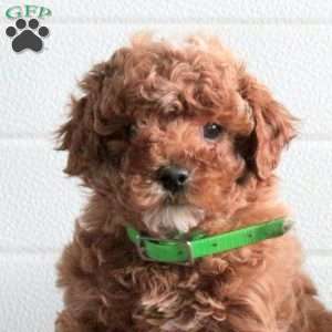 Jasper, Cavapoo Puppy