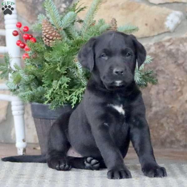 Jasper, Golden Retriever Mix Puppy