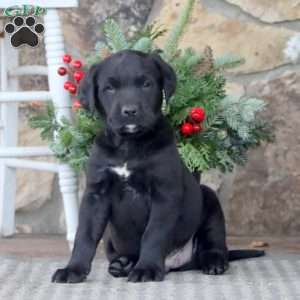 Jasper, Golden Retriever Mix Puppy