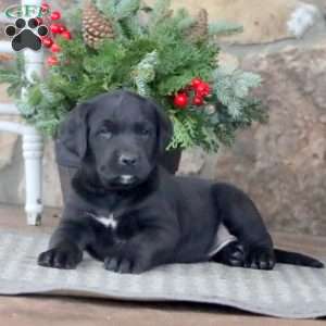 Jasper, Golden Retriever Mix Puppy