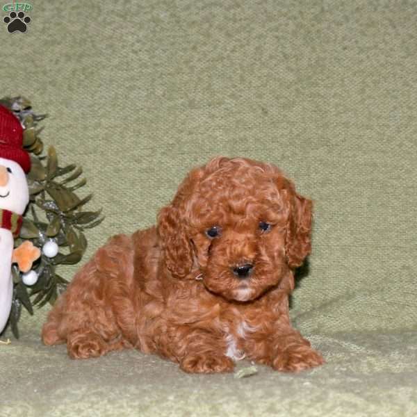 Javier, Miniature Poodle Puppy