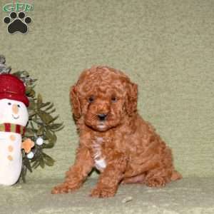 Javier, Miniature Poodle Puppy