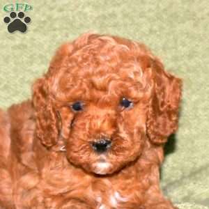 Javier, Miniature Poodle Puppy