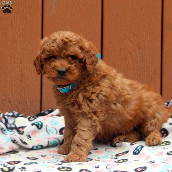 Jax, Mini Goldendoodle Puppy