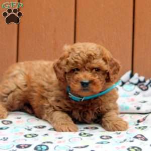 Jax, Mini Goldendoodle Puppy