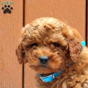 Jax, Mini Goldendoodle Puppy