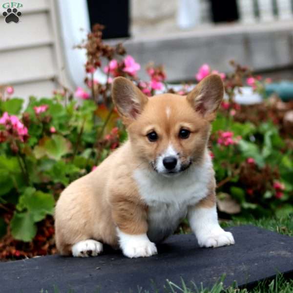 Jayda, Pembroke Welsh Corgi Puppy