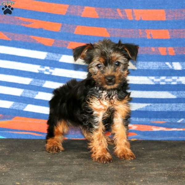 Jayda, Yorkie Puppy