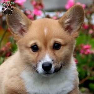 Jayda, Pembroke Welsh Corgi Puppy