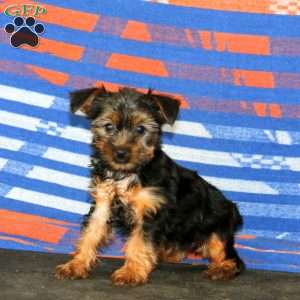 Jayda, Yorkie Puppy