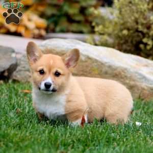 Jayda, Pembroke Welsh Corgi Puppy