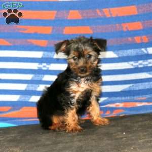 Jayda, Yorkie Puppy