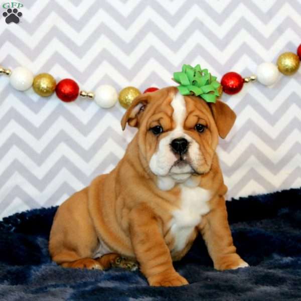 Jeanie, English Bulldog Puppy