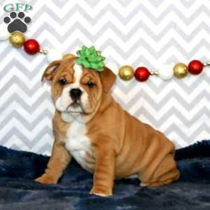 Jeanie, English Bulldog Puppy