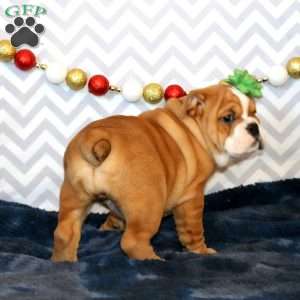 Jeanie, English Bulldog Puppy