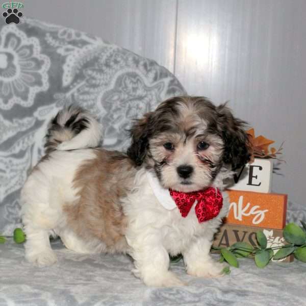 Jenna, Teddy Bear Puppy