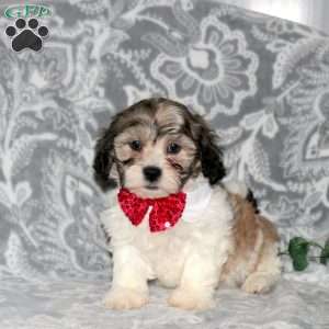 Jenna, Teddy Bear Puppy