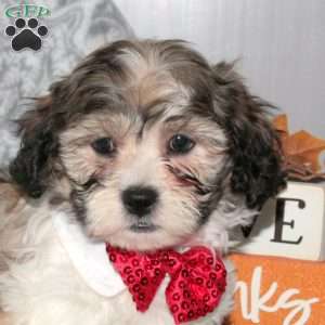 Jenna, Teddy Bear Puppy