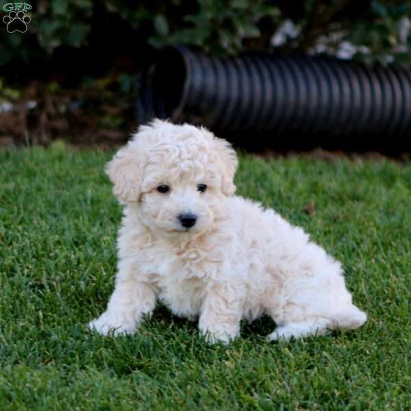 Jenna, Bich-Poo Puppy