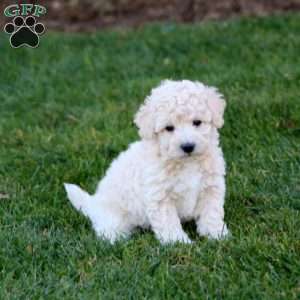 Jenna, Bich-Poo Puppy