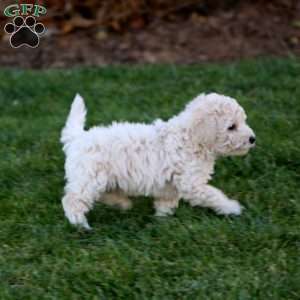 Jenna, Bich-Poo Puppy