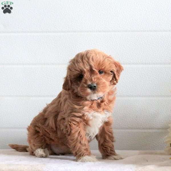 Jennifer, Cavapoo Puppy