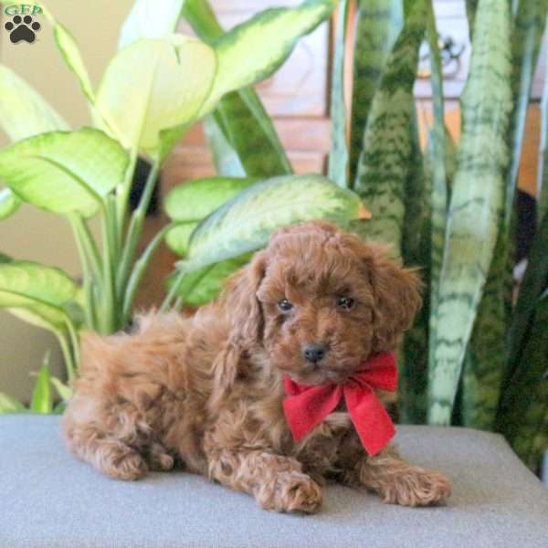 Jessie, Miniature Poodle Puppy