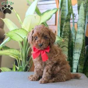 Jessie, Miniature Poodle Puppy