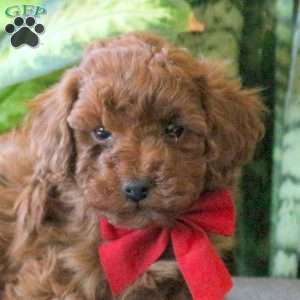 Jessie, Miniature Poodle Puppy