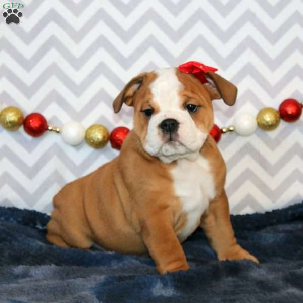 Jessie, English Bulldog Puppy